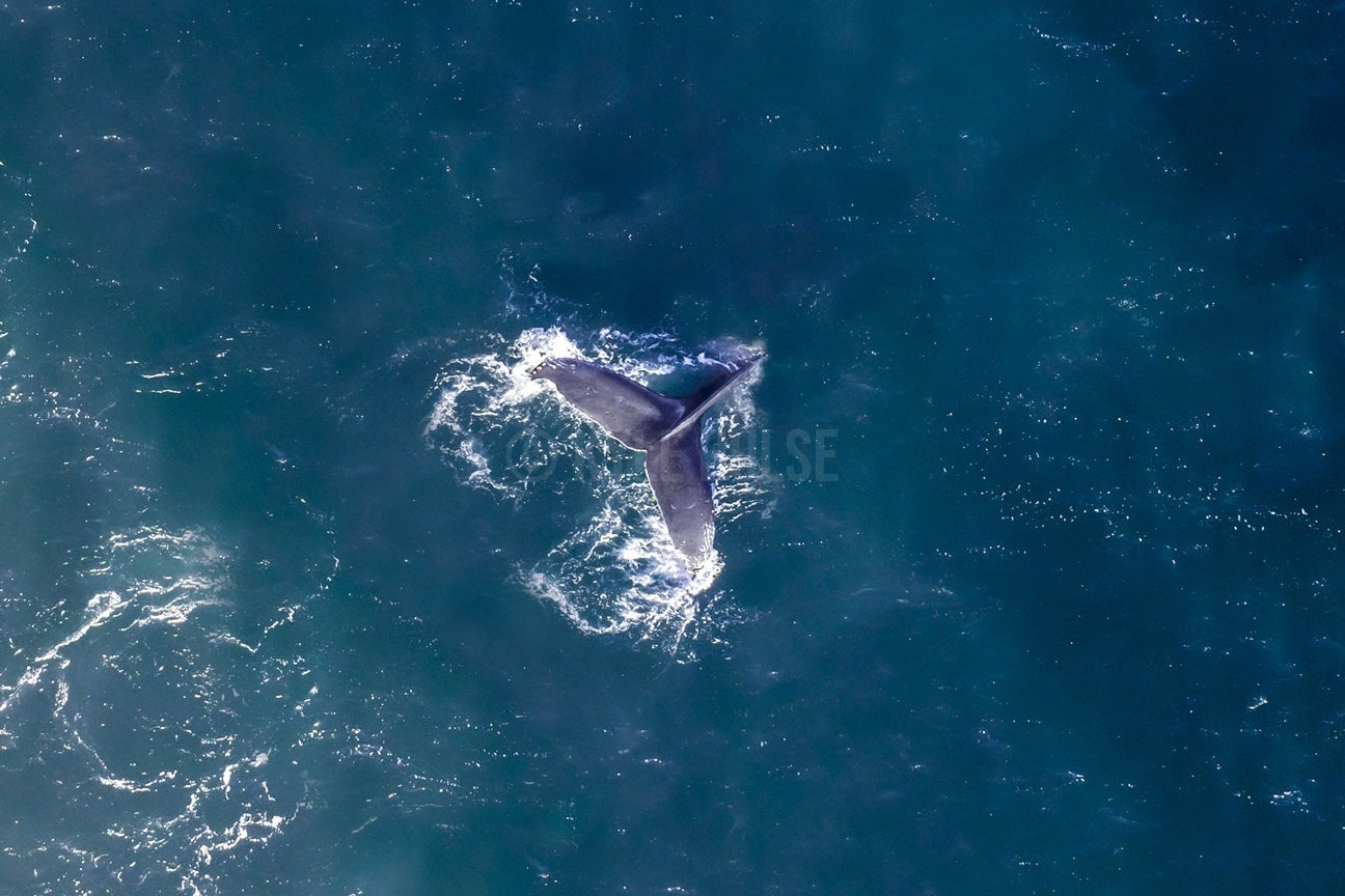 Whale Tail