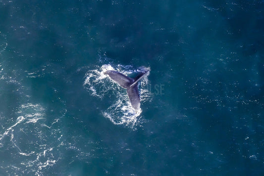 Whale Tail