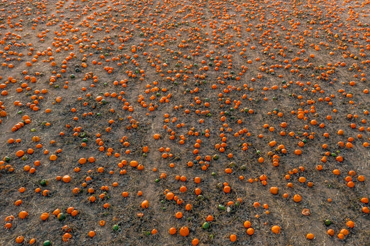 HMB Pumpkins